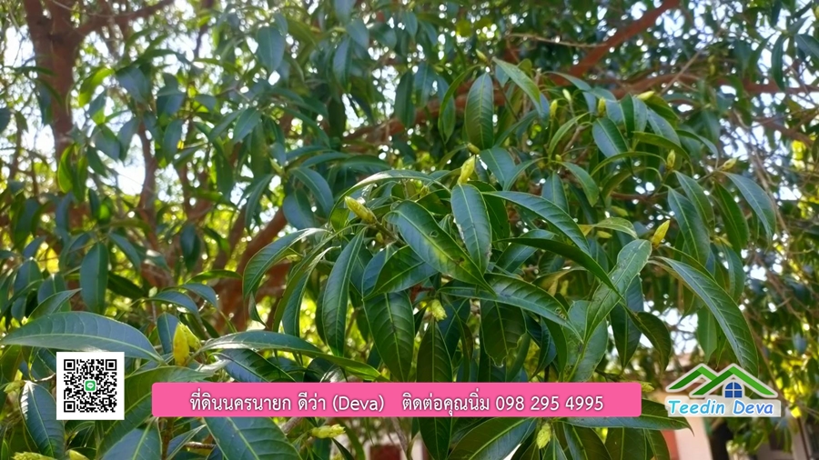 บ้านสวนผลไม้ สามารถเก็บผลผลิตได้เลย พื้นที่ 2 ไร่ 1 งาน อ.ปากพลี จ.นครนายก