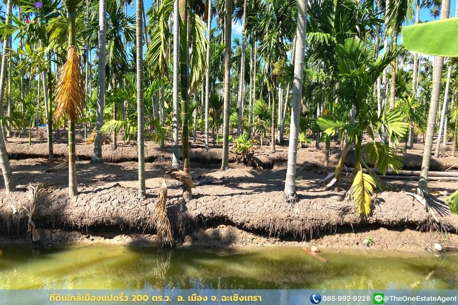 📣 ขายด่วน! ที่ดินเมืองแปดริ้วบรรยากาศสวน 200 ตรว. บรรยากาศดีมาก เหมาะทั้งทำการเกษตร สร้างบ้านอาศัย ต.บางตีนเป็ด อ.เมือง จ.ฉะเชิงเทรา The Best ! | โทร. 085-992-9228