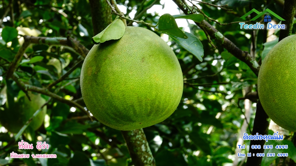 ที่ดินนครนายก สวนผลไม้ 2 ไร่ มีต้นพะยูง ต้นสักทอง ทุเรียน กาแฟ อยู่ใกล้เขื่อนขุนด่าน ต.สาริกา อ.เมือง จ.นครนายก