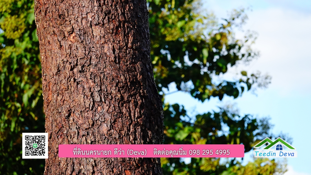 (ðī āļāļīāļāļāļēāļĢāļāļēāļĒ) āļāļĩāđāļāļīāļāļāļāļĢāļāļēāļĒāļ āļāļīāļāļĨāļģāļāļēāļĢ āļāļĨāļđāļāļāļĨāđāļĄāđ 8 āđāļĢāđ 2 āļāļēāļ āļ.āļŠāļēāļĢāļīāļāļē āļ.āđāļĄāļ·āļāļ āļ.āļāļāļĢāļāļēāļĒāļ