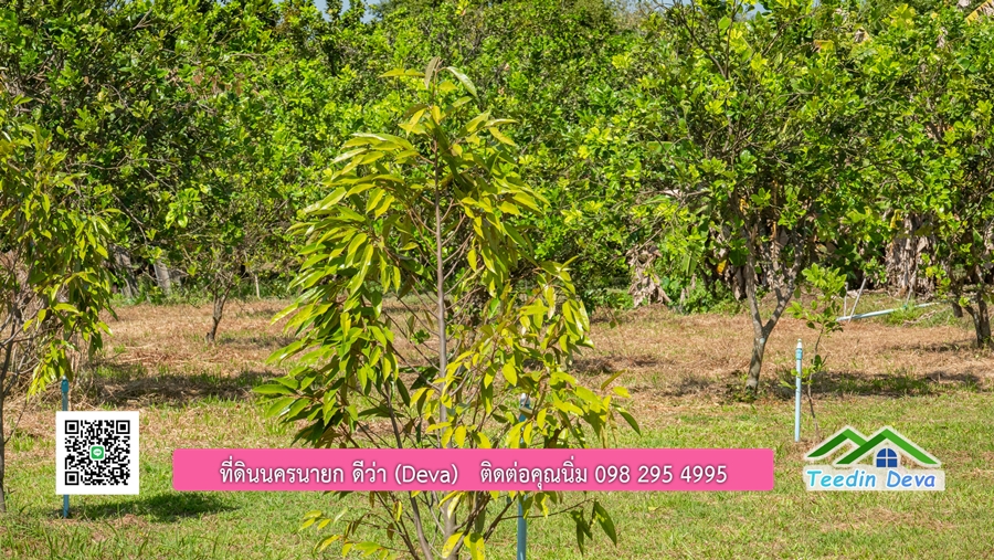 (ติดจอง) ที่ดินนครนายก บ้านสวน พร้อมที่ดิน ขนาด 1 ไร่ 1 งาน วิวภูเขาสวย อยู่ใกล้เขื่อนขุนด่านปราการชล