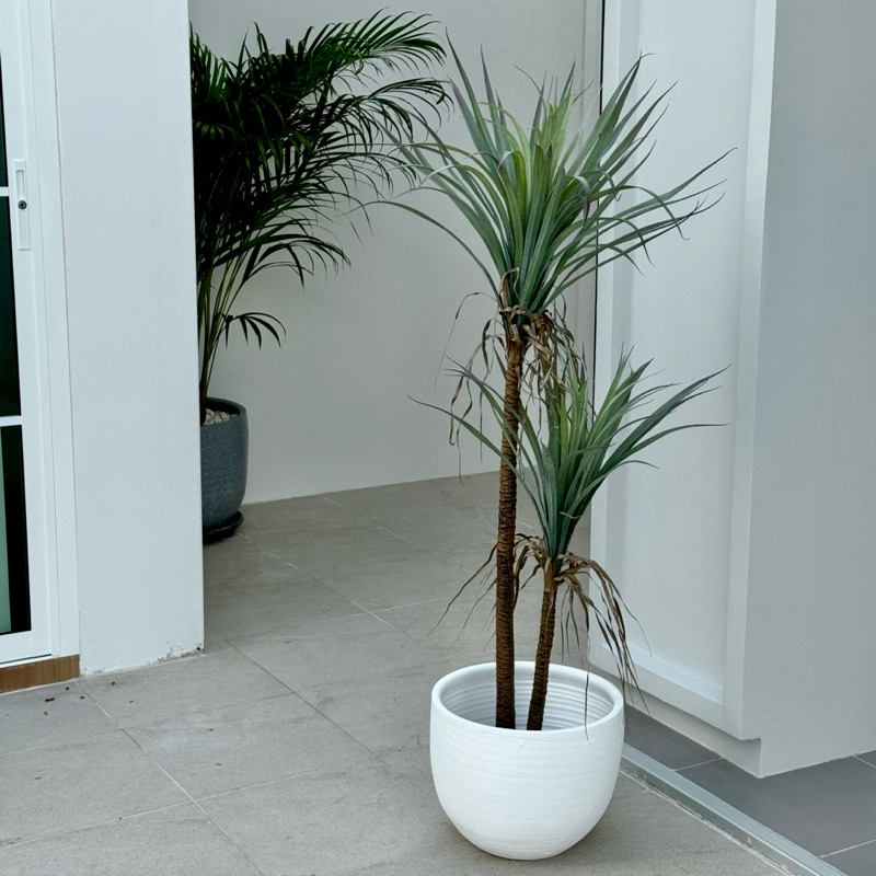 [พร้อมส่ง] : Jnihouse ต้นยุคคาประดิษฐ์ แถมตะกร้าสาน (Yucca Rostrata)(Tree)
