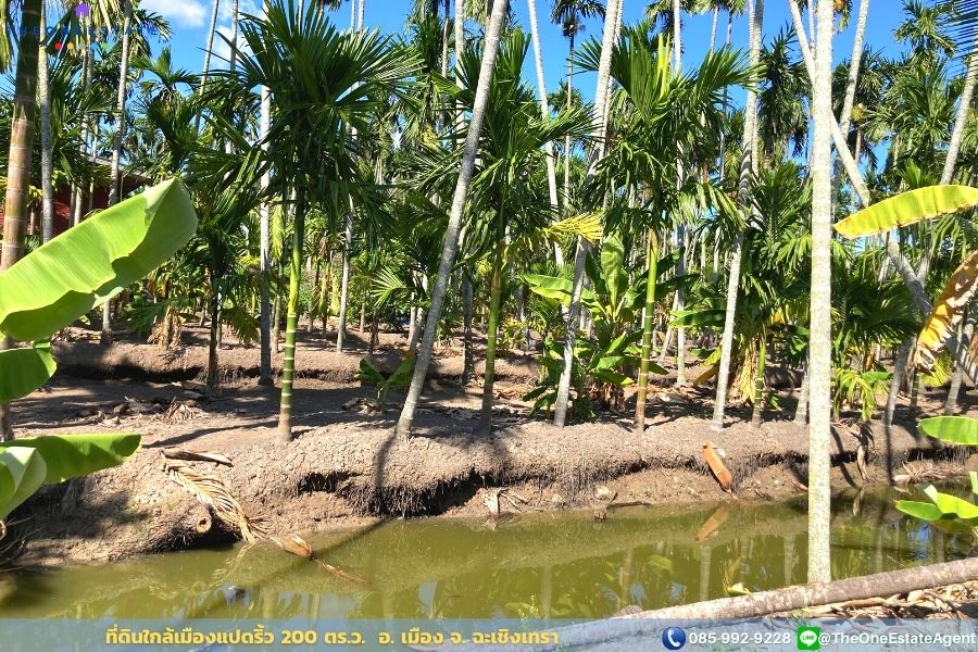 📣 ขายด่วน! ที่ดินเมืองแปดริ้วบรรยากาศสวน 200 ตรว. บรรยากาศดีมาก เหมาะทั้งทำการเกษตร สร้างบ้านอาศัย ต.บางตีนเป็ด อ.เมือง จ.ฉะเชิงเทรา The Best ! | โทร. 085-992-9228