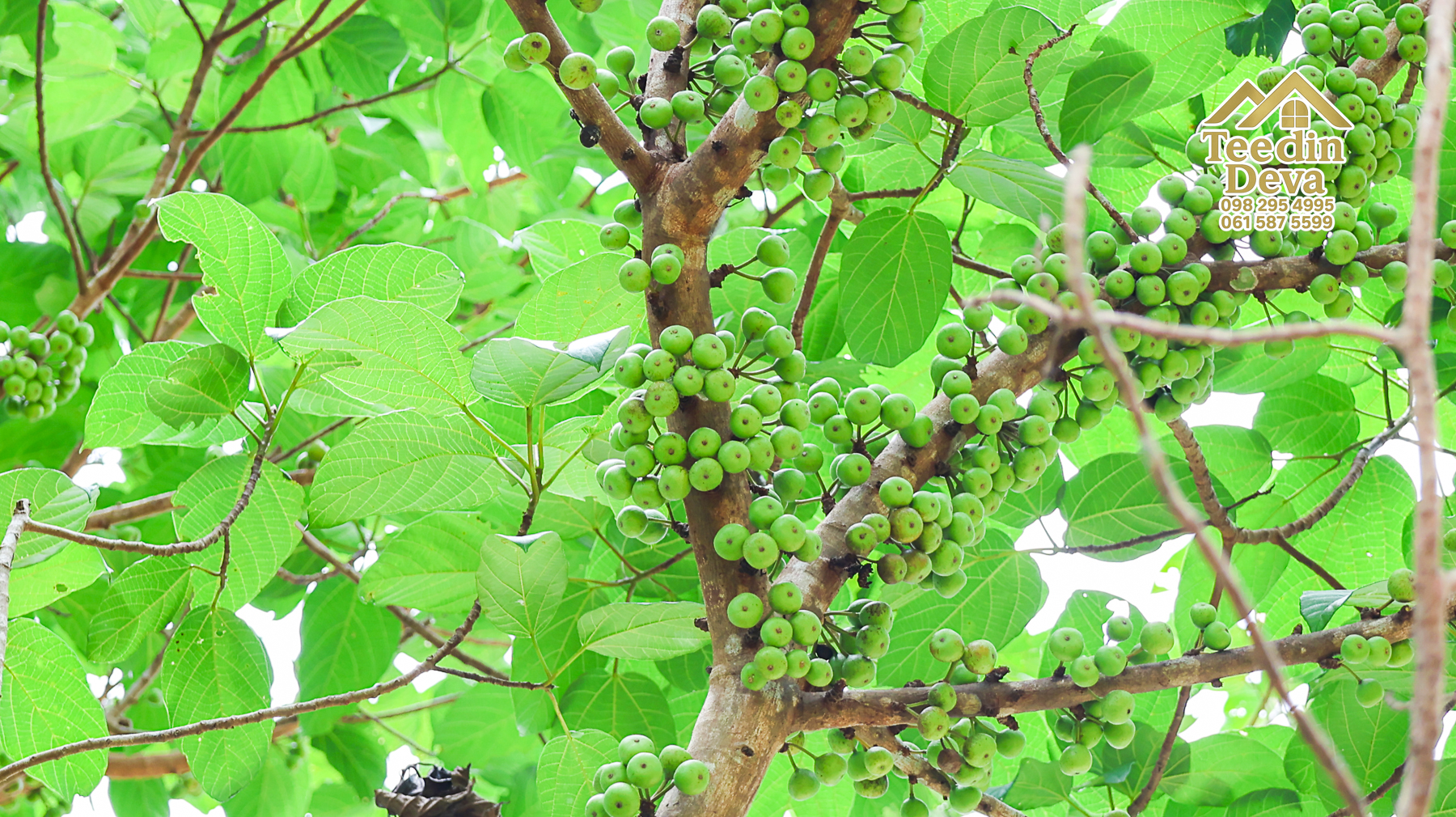 ที่ดินติดภูเขา เนินสวย พร้อมพัฒนารีสอร์ทหรือพูลวิลล่า 1 ไร่ ต.เขาพระ อ.เมือง จ.นครนายก 🏡