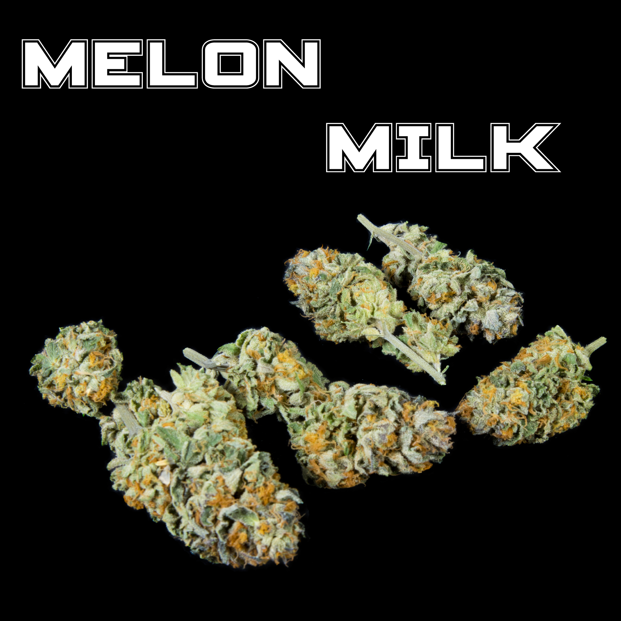 Melon Milk (In Door)