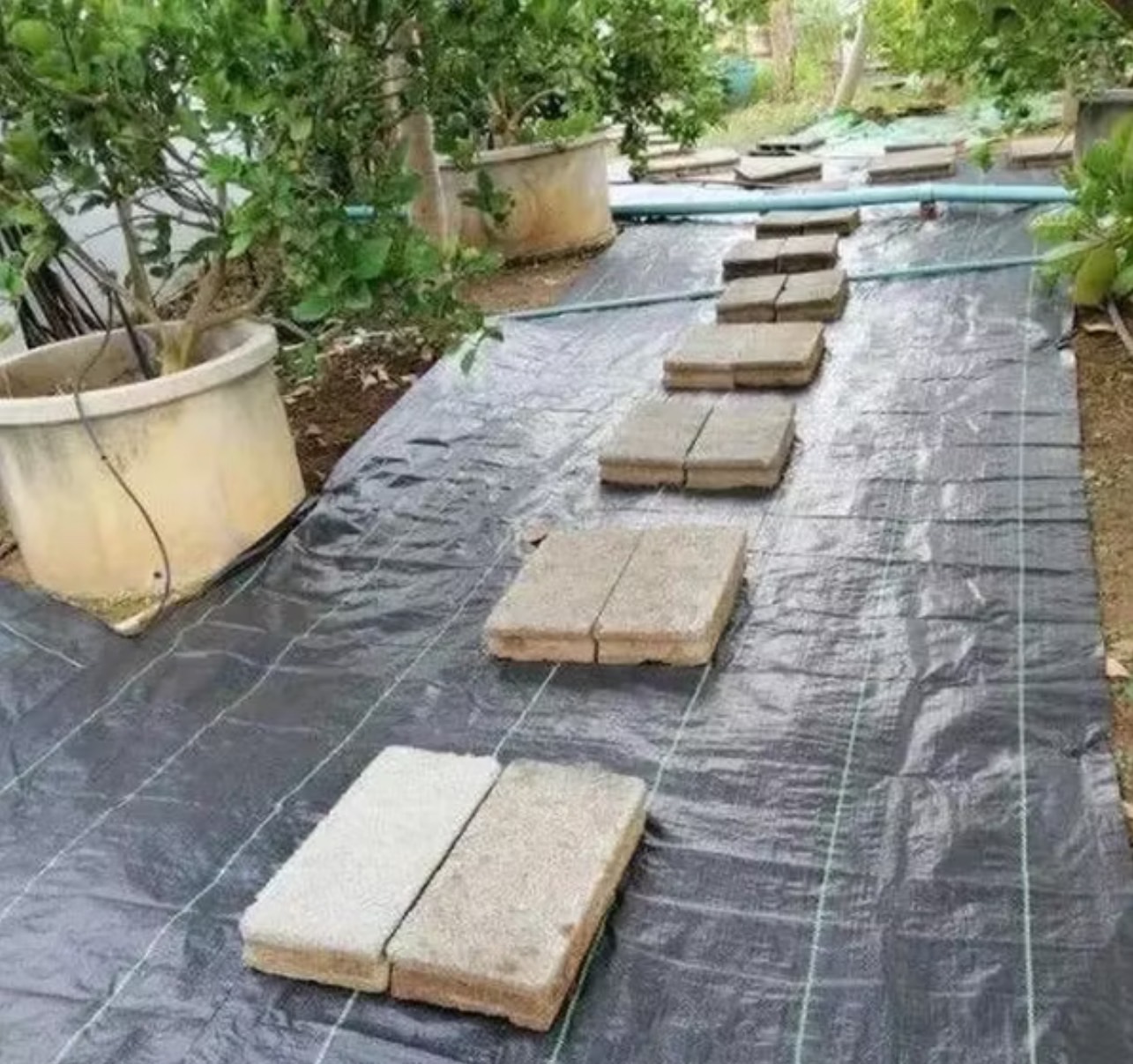 ผ้าคลุมดิน(เกรด A) 3 เมตร คลุมดิน