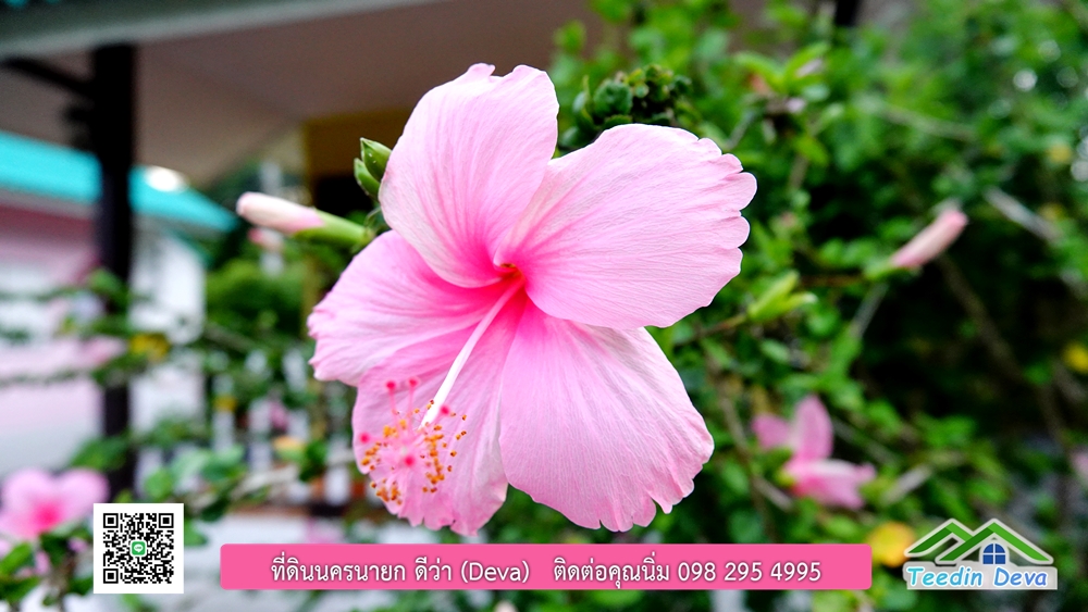 ขายรีสอร์ท ใกล้ โรงเรียนนายร้อย จปร. นครนายก พื้นที่ 3 ไร่ ทำเลดี ด้านหน้าติดถนนลาดยาง ด้านหลังลำคลองธรรมชาติ