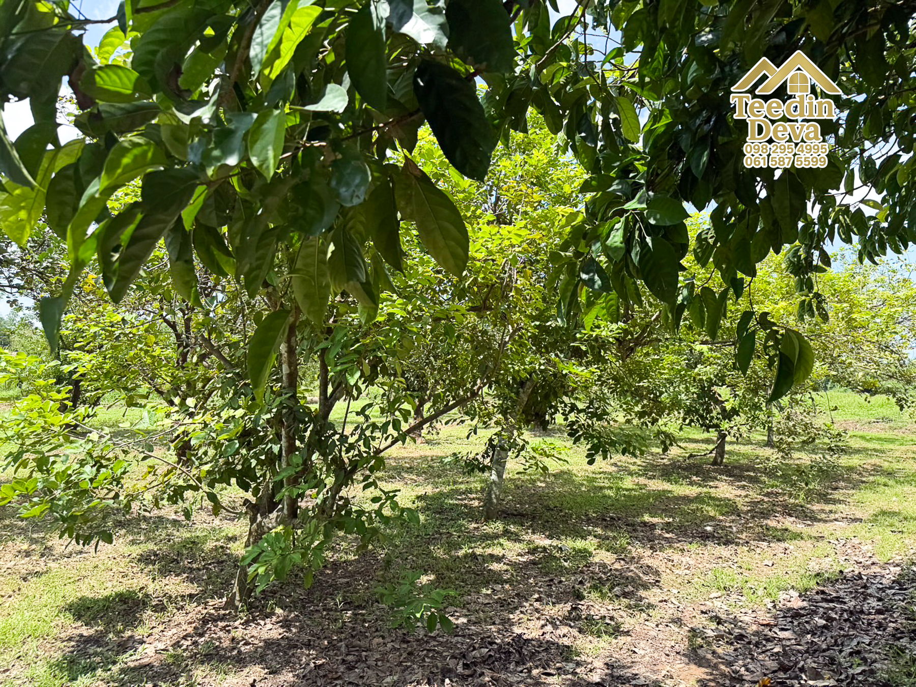 🌿 สวนผลไม้ในฝัน ใกล้เขื่อนขุนด่านปราการชล — 1 ไร่ 12 ตรว. ต.หินตั้ง อ.เมือง จ.นครนายก 🌿