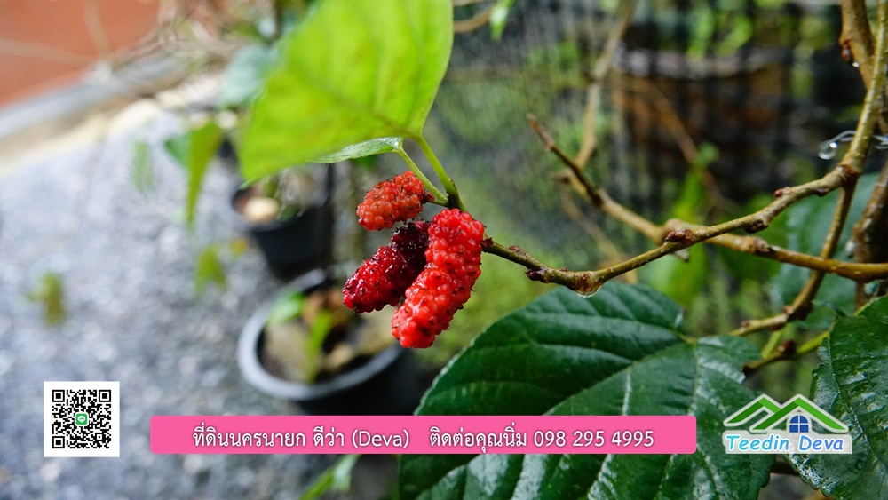 บ้านไทยประยุกต์ พร้อมสวนผลไม้ พืชผักสวนครัว ใกล้กับตัวเมืองนครนายก