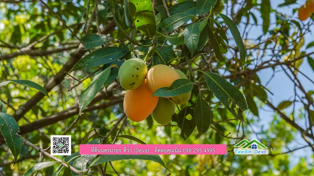 ขายสวนผลไม้ ทำเลดี ใกล้แหล่งท่องเที่ยว ขนาด 1-2-94 ไร่ ต.สาริกา อ.เมือง จ.นครนายก