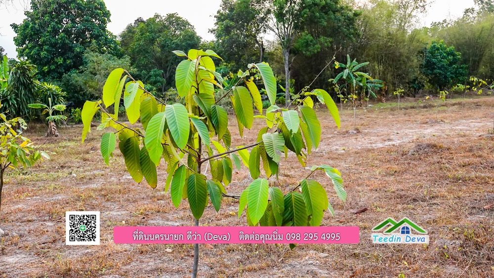 ที่ดินนครนายก วิวภูเขา ราคาเริ่มต้น 867,600 บาท ⭐ ทำเลแบบนี้ หาไม่ได้อีกแล้ว