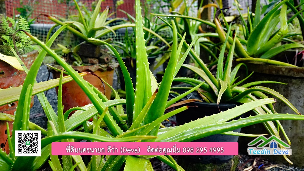 บ้านไทยประยุกต์ พร้อมสวนผลไม้ พืชผักสวนครัว ใกล้กับตัวเมืองนครนายก