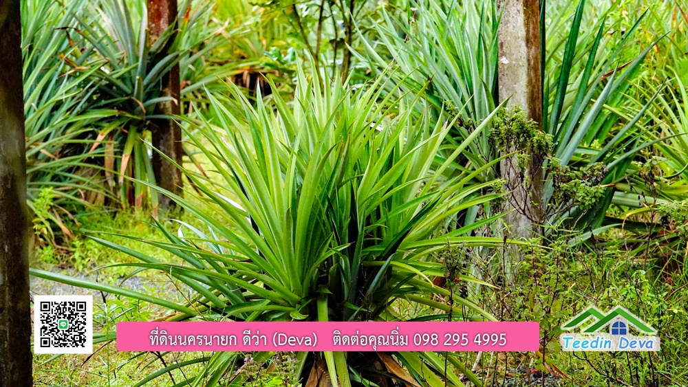 บ้านไทยประยุกต์ พร้อมสวนผลไม้ พืชผักสวนครัว ใกล้กับตัวเมืองนครนายก