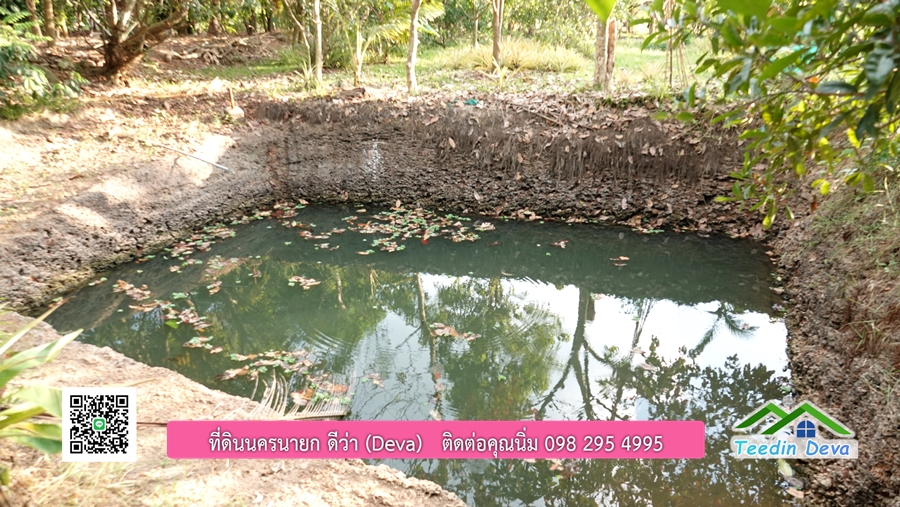 บ้านสวนผลไม้ สามารถเก็บผลผลิตได้เลย พื้นที่ 2 ไร่ 1 งาน อ.ปากพลี จ.นครนายก