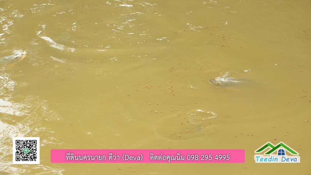 ขายบ้านสวน กลางนา วิวเขาใหญ่ ต.สาริกา อ.เมือง จ.นครนายก