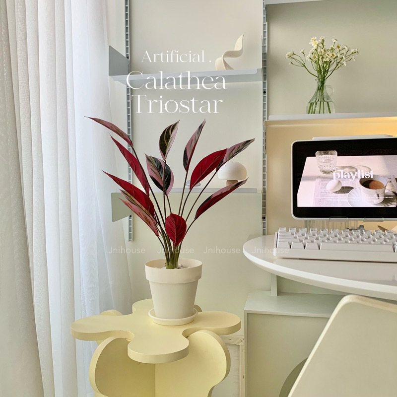 [พร้อมส่ง] Jnihouse : ต้นคล้าปลอม (Calatheas)