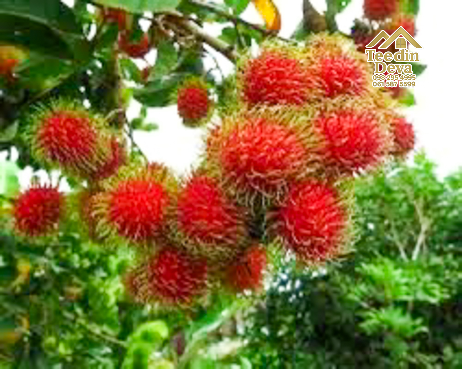 🌿 สวนผลไม้ในฝัน ใกล้เขื่อนขุนด่านปราการชล — 1 ไร่ 12 ตรว. ต.หินตั้ง อ.เมือง จ.นครนายก 🌿