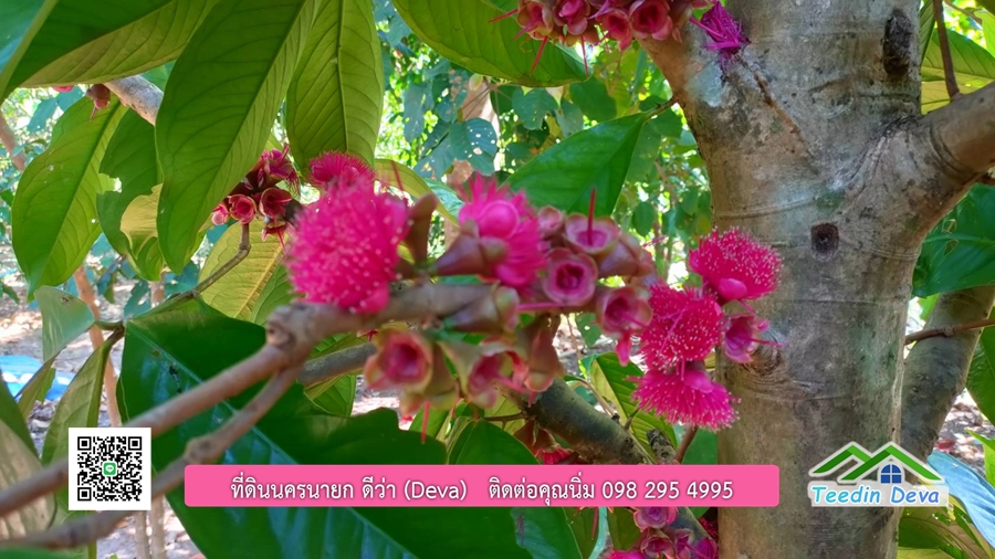 บ้านสวนผลไม้ สามารถเก็บผลผลิตได้เลย พื้นที่ 2 ไร่ 1 งาน อ.ปากพลี จ.นครนายก