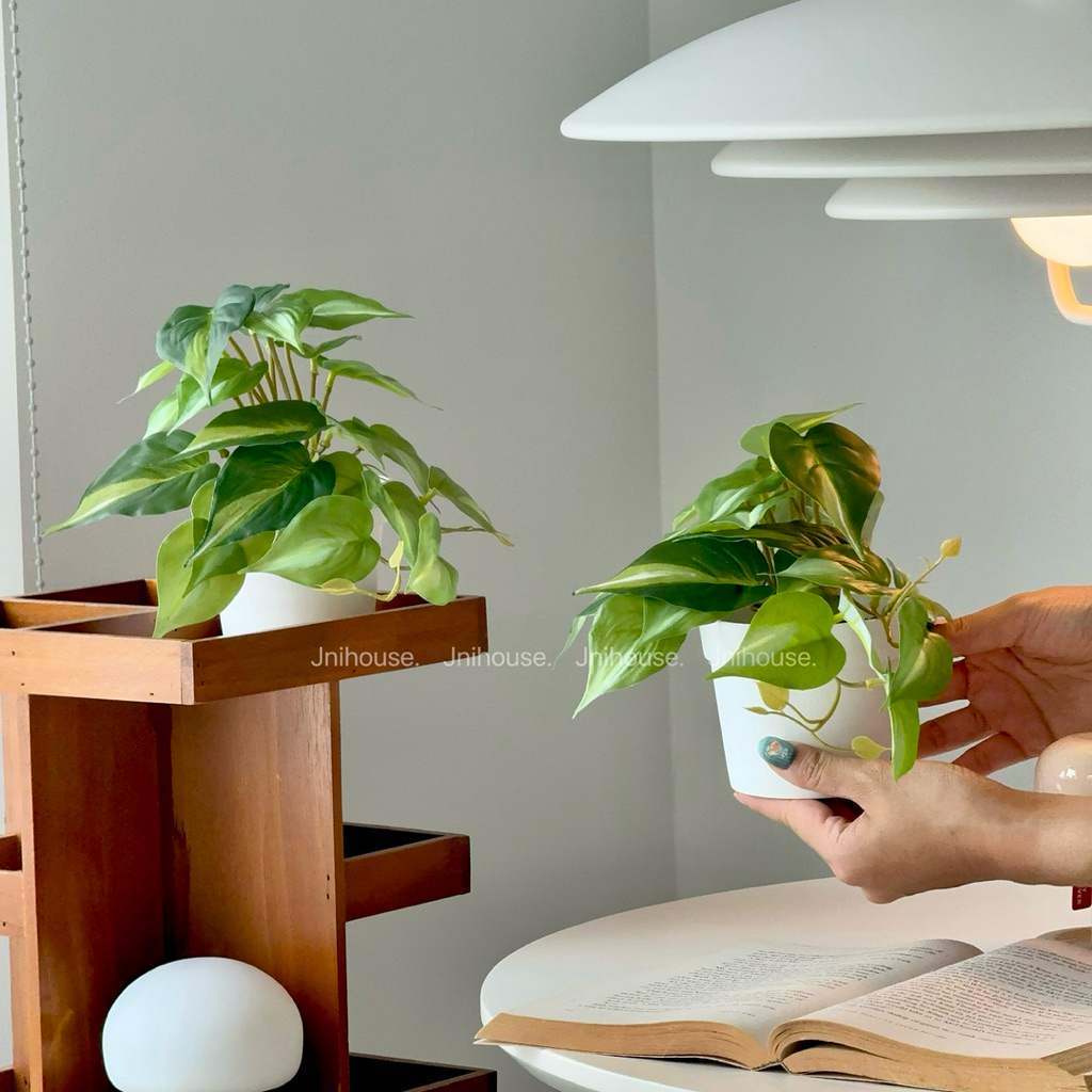 [พร้อมส่ง] Jnihouse : ต้นพลูด่างประดิษฐ์+กระถางพลาสติกขาว