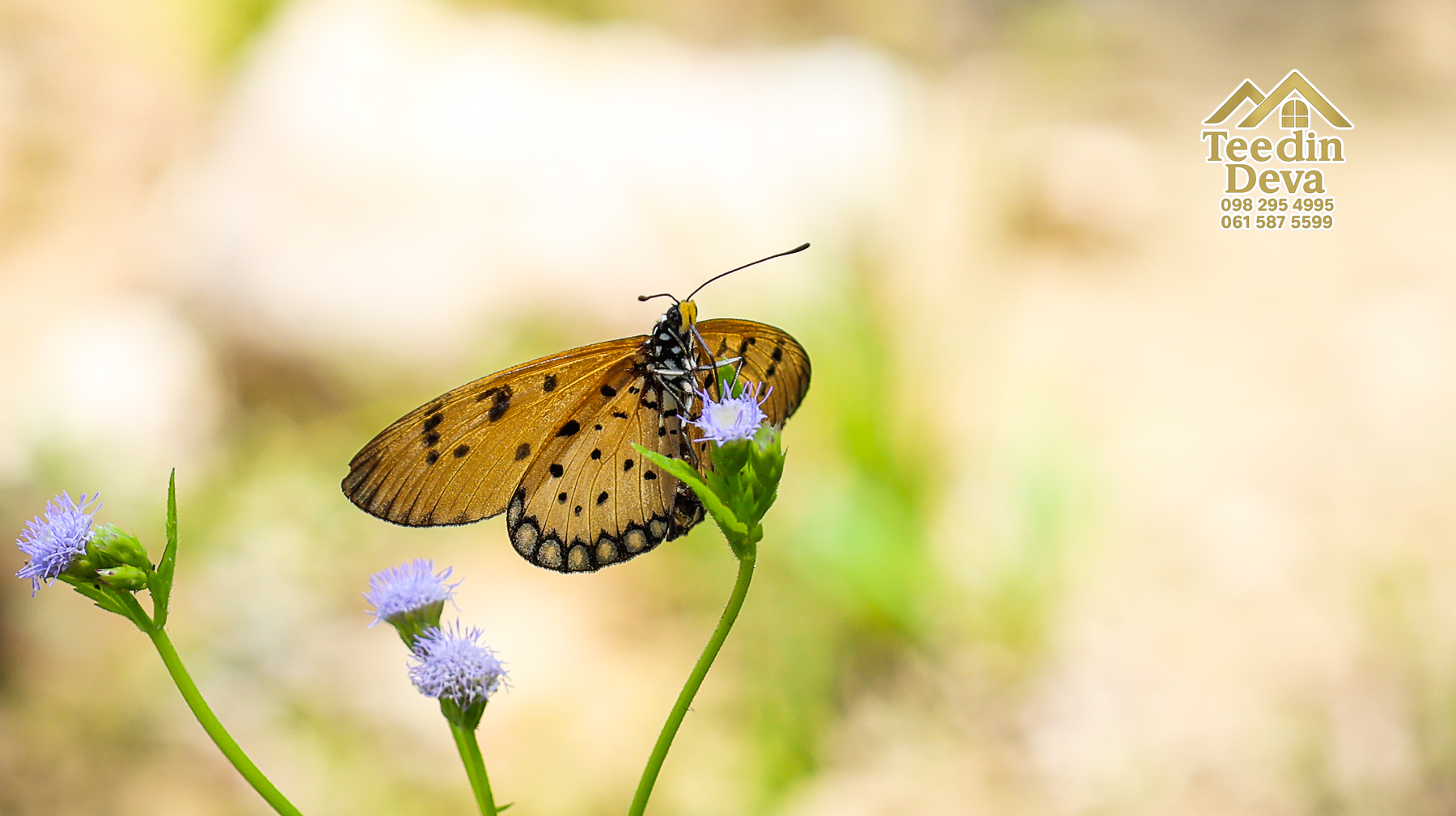 🌤 วิวภูเขาโอบล้อม ความสงบโอบใจ... ที่ดินสวนผลไม้ 120 ตร.ว. ต.หินตั้ง อ.เมือง จ.นครนายก 💛