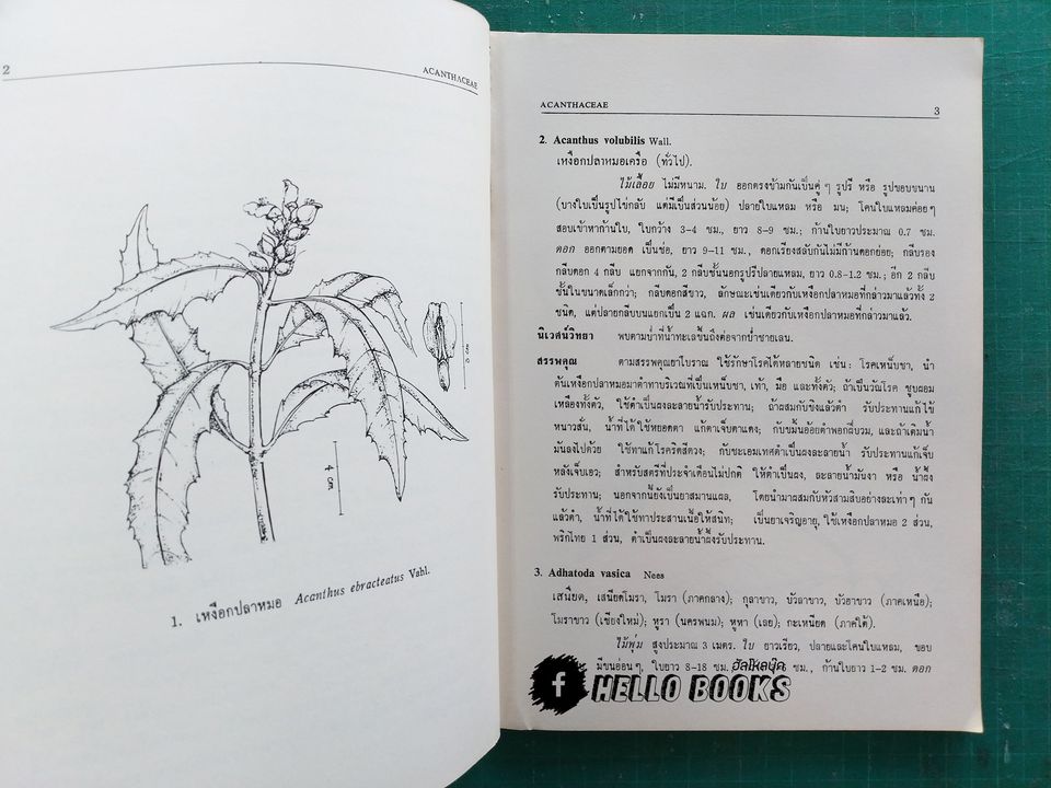 สมุนไพรไทย ตอนที่ 1 - 3