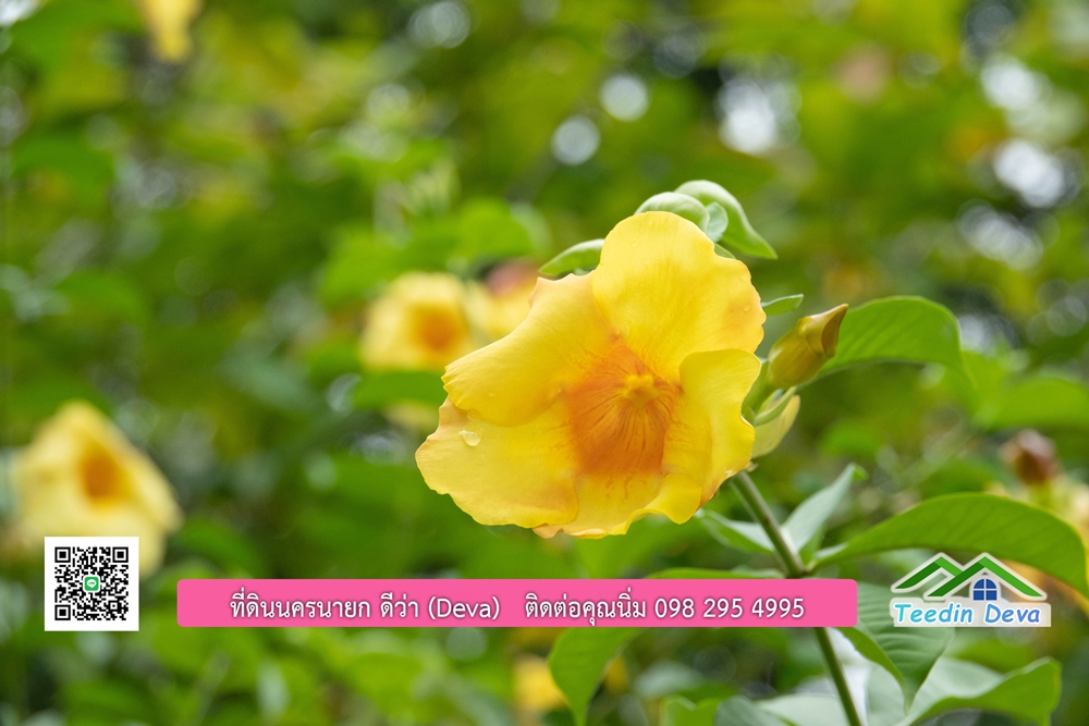 ขายบ้านสวน กลางนา วิวเขาใหญ่ ต.สาริกา อ.เมือง จ.นครนายก