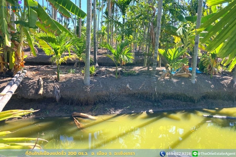 📣 ขายด่วน! ที่ดินเมืองแปดริ้วบรรยากาศสวน 200 ตรว. บรรยากาศดีมาก เหมาะทั้งทำการเกษตร สร้างบ้านอาศัย ต.บางตีนเป็ด อ.เมือง จ.ฉะเชิงเทรา The Best ! | โทร. 085-992-9228