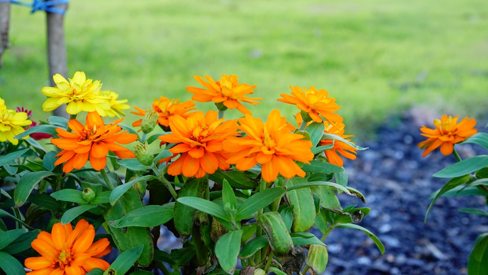 ที่ดินนครนายก โครงการ mountain 6