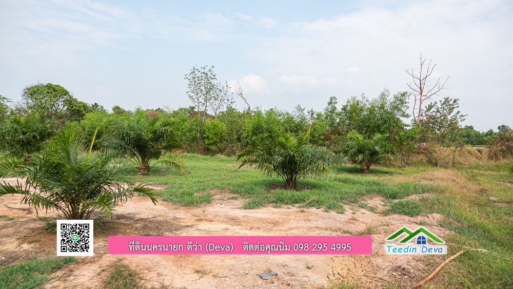 ขายที่ดิน สวนปาล์ม แปลงสวย ทำเลดี เนื้อที่ 11-3-8 ไร่ ให้ผลผลิตแล้ว อ.ปากพลี จ.นครนายก