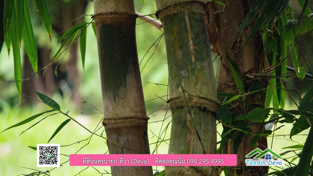 ที่ดินนครนายก ติดแม่น้ำ 14 ไร่ พื้นที่ติดแม่น้ำ 400 เมตร ชมลำธารสวยๆ บรรยากาศสบายๆ ต.สาริกา อ.เมือง จ.นครนายก