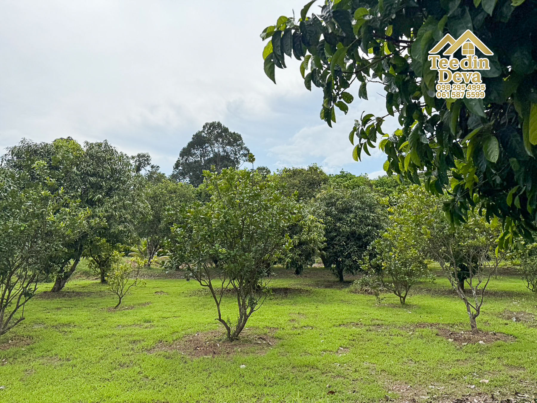 🌿 สวนผลไม้ในฝัน ใกล้เขื่อนขุนด่านปราการชล — 1 ไร่ 12 ตรว. ต.หินตั้ง อ.เมือง จ.นครนายก 🌿