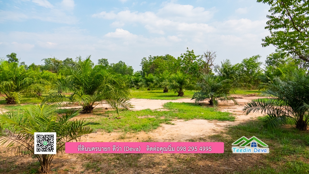 ขายที่ดิน สวนปาล์ม แปลงสวย ทำเลดี เนื้อที่ 11-3-8 ไร่ ให้ผลผลิตแล้ว อ.ปากพลี จ.นครนายก