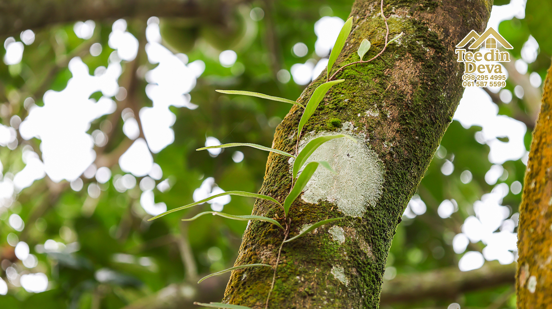 ที่ดินติดภูเขา เนินสวย พร้อมพัฒนารีสอร์ทหรือพูลวิลล่า 1 ไร่ ต.เขาพระ อ.เมือง จ.นครนายก 🏡