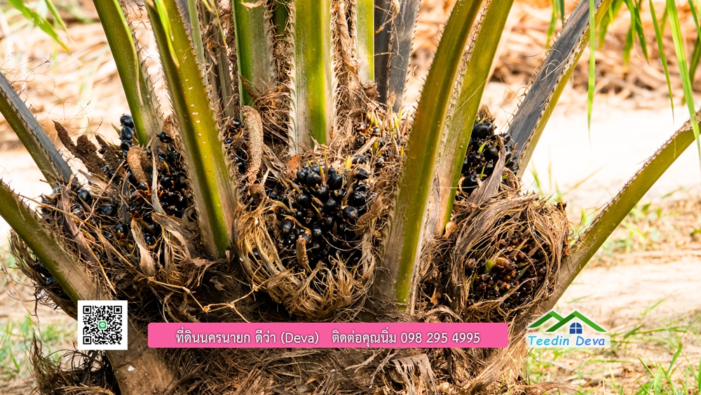 ขายที่ดิน สวนปาล์ม แปลงสวย ทำเลดี เนื้อที่ 11-3-8 ไร่ ให้ผลผลิตแล้ว อ.ปากพลี จ.นครนายก