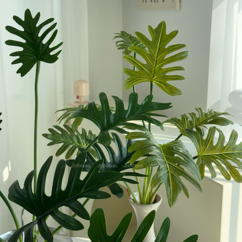 [พร้อมส่ง] Jnihouse : กิ่งต้นซานาดู (Xanadu Plant)(Tree)