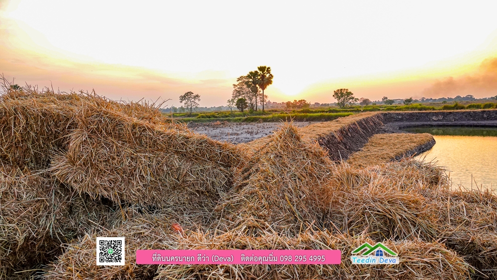 🌿 ที่ดินสวยๆ ขนาด 2 ไร่ พร้อมน้ำไฟ ดินดี น้ำดี อากาศดี มีเพื่อนบ้าน ณ ต.ปากพลี อ.ปากพลี จ.นครนายก