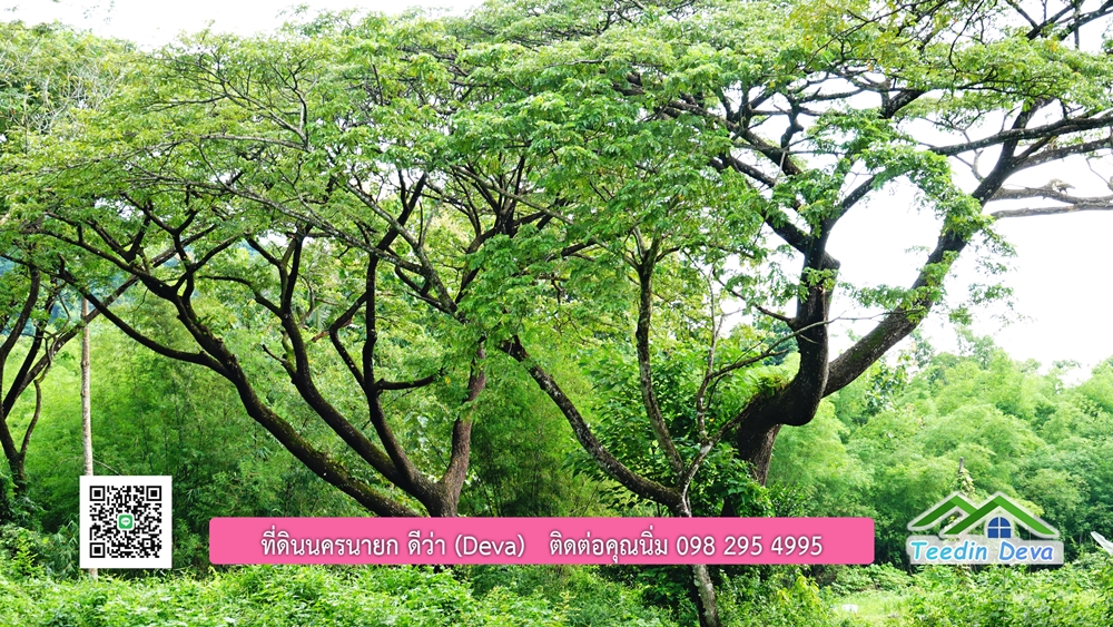 ที่ดินนครนายก ติดลำธารสวยๆ ที่ดินแปลงสวย 6 ไร่ ทำเลดี ในอ้อมกอดของขุนเขา ด้านหลังติดลำธารธรรมชาติ