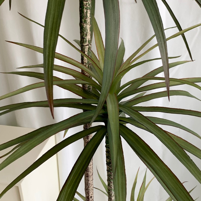 [พร้อมส่ง] Jnihouse : Dragon tree แถมตะกร้าสาน (Dracaena marginata)