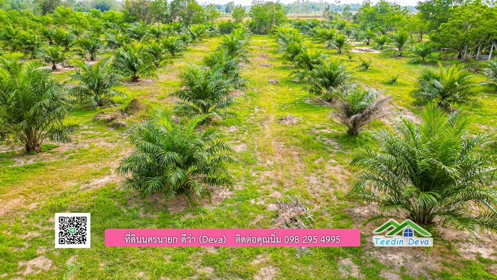 ขายที่ดิน สวนปาล์ม แปลงสวย ทำเลดี เนื้อที่ 11-3-8 ไร่ ให้ผลผลิตแล้ว อ.ปากพลี จ.นครนายก