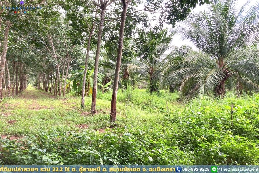 📣 ที่ดินสวย 22.2 ไร่ แปลงยาวสวย ซื้อเก็บลงทุนยาว ปลูกบ้าน ทำการเกษตร ทำสวน เลี้ยงปลาดีมาก ต.คู้ยายหมี อ.สนามชัยเขต จ.ฉะเชิงเทรา The Best ! | โทร. 085-992-9228