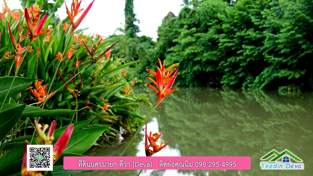 ขายรีสอร์ท ใกล้ โรงเรียนนายร้อย จปร. นครนายก พื้นที่ 3 ไร่ ทำเลดี ด้านหน้าติดถนนลาดยาง ด้านหลังลำคลองธรรมชาติ