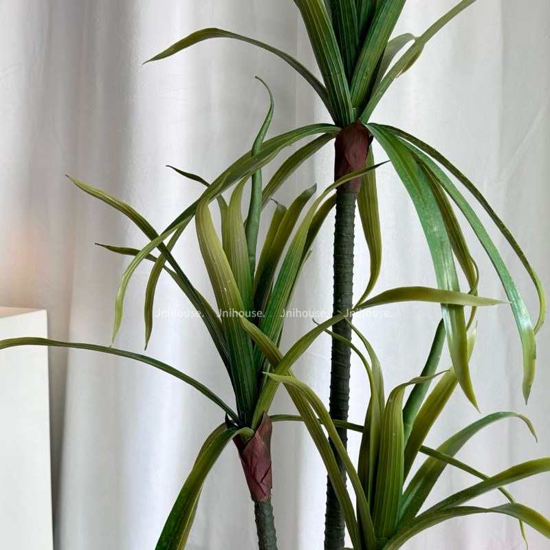 [พร้อมส่ง] Jnihouse : Dragon Tree (version.2)