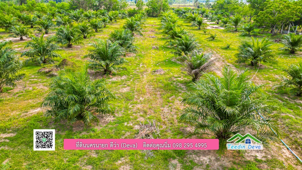 ขายที่ดิน สวนปาล์ม แปลงสวย ทำเลดี เนื้อที่ 11-3-8 ไร่ ให้ผลผลิตแล้ว อ.ปากพลี จ.นครนายก