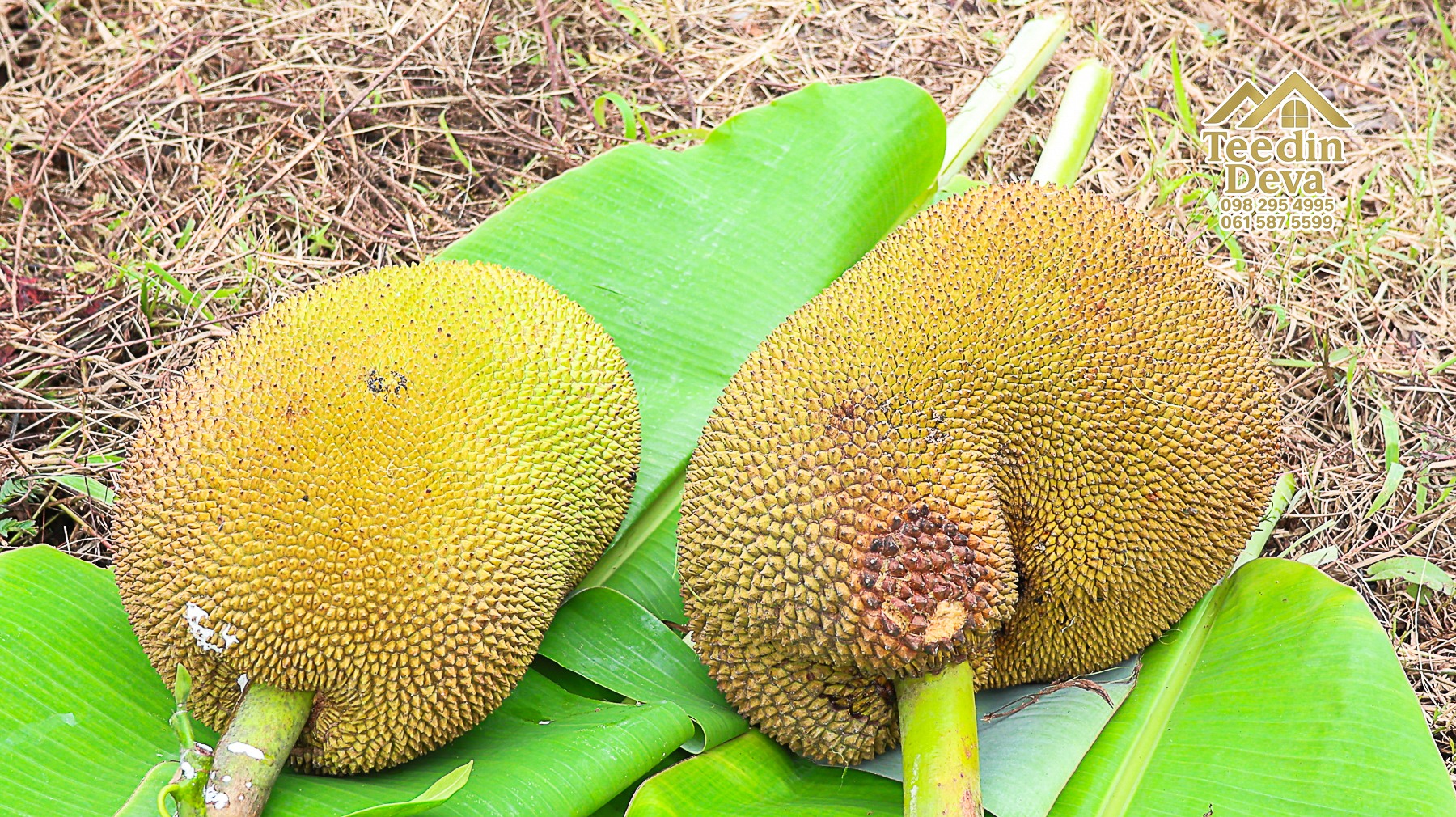 🌤 วิวภูเขาโอบล้อม ความสงบโอบใจ... ที่ดินสวนผลไม้ 120 ตร.ว. ต.หินตั้ง อ.เมือง จ.นครนายก 💛