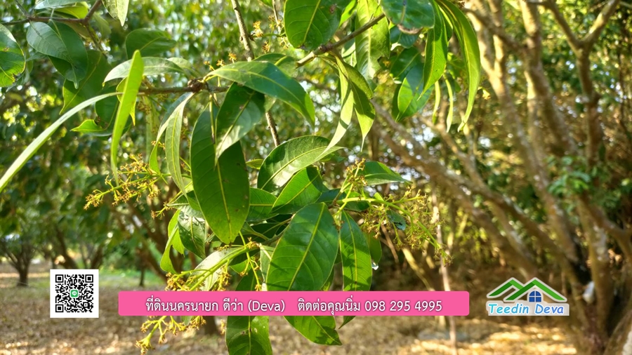 ขายสวนมะยงชิดพันธุ์ทูลเกล้า ขนาด 7 ไร่ ทำเลดีเยี่ยม ติดถนนลาดยาง ต.เขาเพิ่ม อ.บ้านนา จ.นครนายก