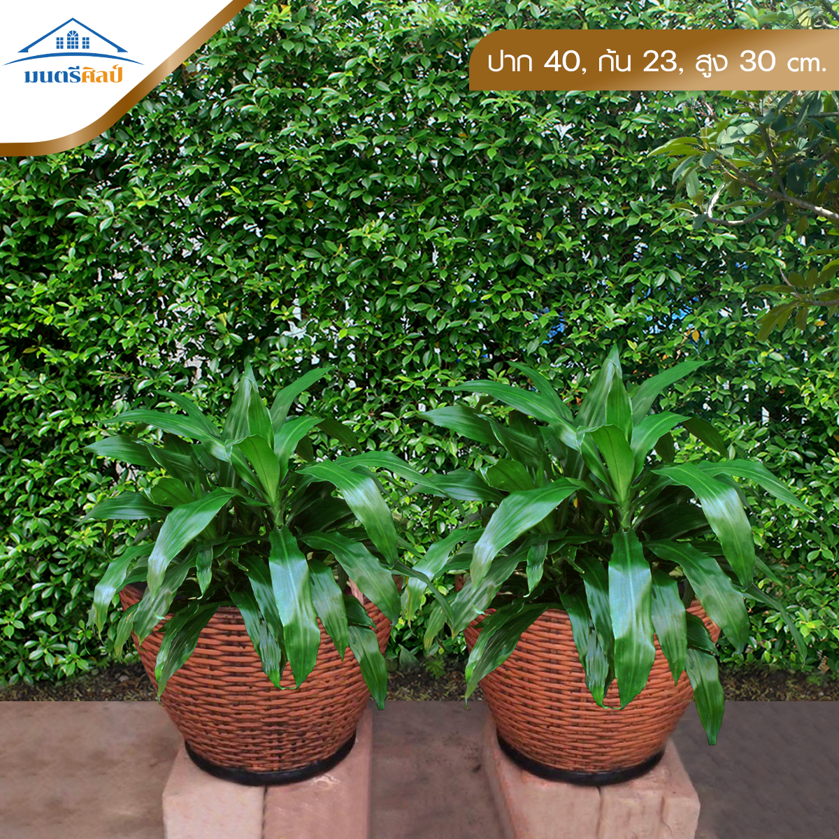 กระถางดอกไม้ กระถางปูนลายไม้ งาน DIY รุ่น EF4 ขนาด ปาก 40 cm. ก้น 23 cm. สูง 30 cm.