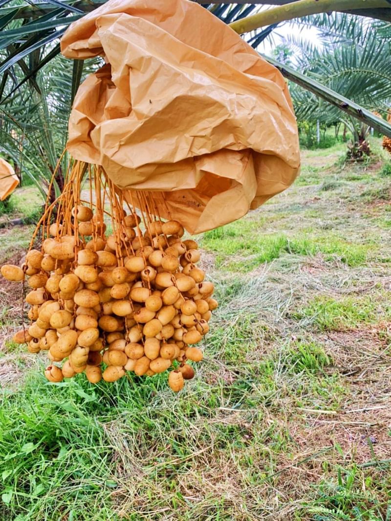 ที่ดินนครนายก บ้านสวนผลไม้ พื้นที่ 1 ไร่ 1 งาน ติดคลองส่งน้ำ ปลูกผลไม้หลากหลาย อ.ปากพลี จ.นครนายก