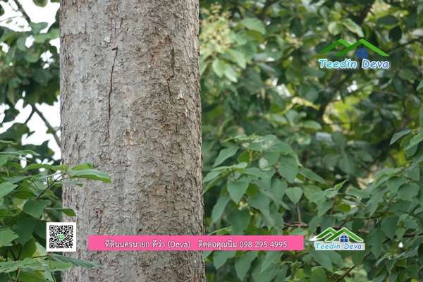 🌳 ที่ดินแปลงสวย 1 ไร่ 21 ตร.ว ใกล้กับแม่น้ำนครนายก บรรยากาศดี ร่มรื่น มีต้นไม้ใหญ่ในแปลง โฉนดครุฑแดง