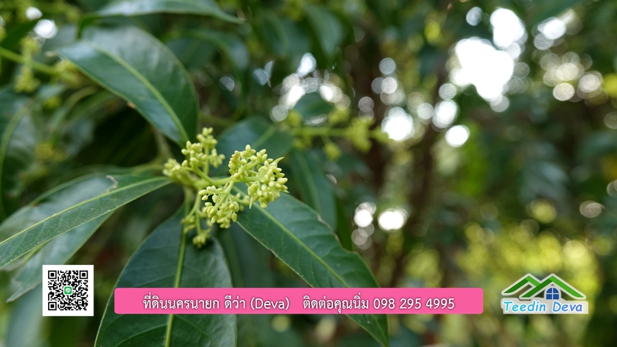 บ้านสวนผลไม้ สามารถเก็บผลผลิตได้เลย พื้นที่ 2 ไร่ 1 งาน อ.ปากพลี จ.นครนายก