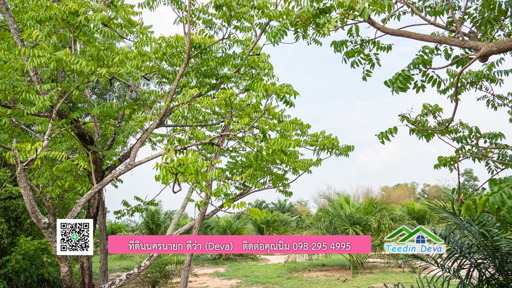 ขายที่ดิน สวนปาล์ม แปลงสวย ทำเลดี เนื้อที่ 11-3-8 ไร่ ให้ผลผลิตแล้ว อ.ปากพลี จ.นครนายก